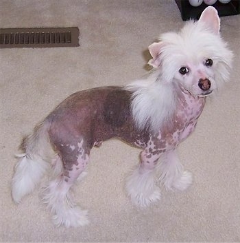 Harry the Chinese Crested puppy is standing on a carpeted floor and looking back at the camera holder