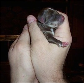 Oreo the tiny Chi-Poo puppy is being held in the hands of a person