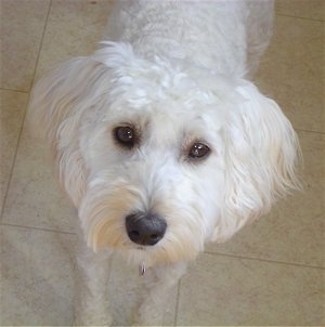 Close Up - Pebbles the white Cockapoo is standing on a tiled floor