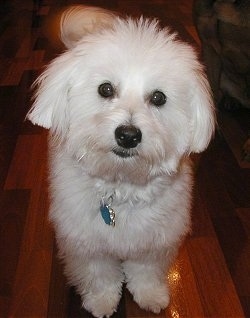 Close Up - Hershey the Coton De Tulear is standing on a hardwood floor next to a couch