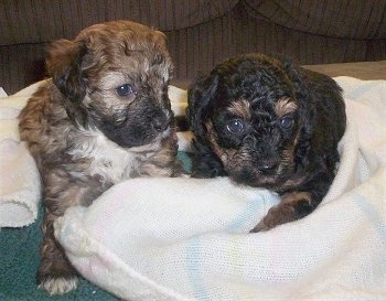 Two Crestepoo Puppies are laying on towels on a couch