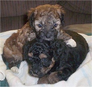 Two young Crestepoo puppies are laying on top of each other on white towels