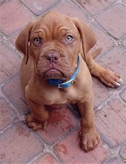 Juancho the Dogue de Bordeaux puppy is sitting on a brick porch and looking up