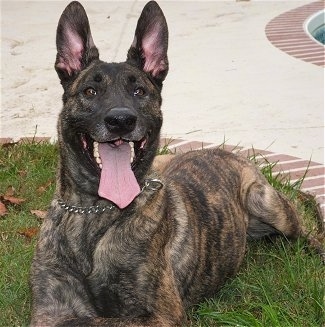 Darco the brown brindle Dutch Shepherd is laying in a yard in front of a pool deck area. Darcos mouth is open and tongue is out.