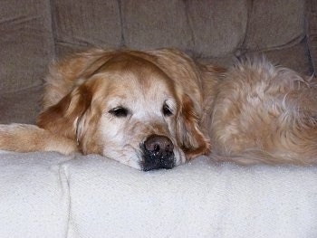 A graying Golden Retriever is sleeping on a tan couch