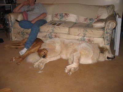 golden retriever puppy sleeping. Coach (Golden Retriever