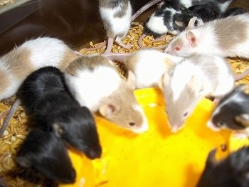 A mischief of mice in various colors hanging around a water bowl. 