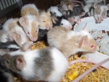A mischief of mice in various colors are standing around a bowl of rice.