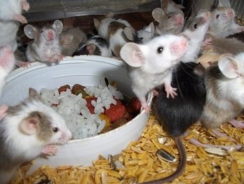 A mischief of mice in various colors are standing around a bowl of rice and some of them are looking up and others are looking back.