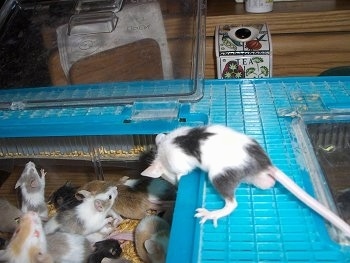 A mouse is standing on top of its blue enclosure looking down at the other mice.