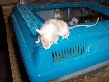A white and tan mouse is standing on top of its enclosure looking over the edge.