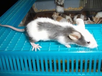 A gray and white mouse is walking across the top of its enclosure and it is looking forward.