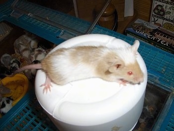 A white with tan mouse is standing on top of a water dispenser looking forward.