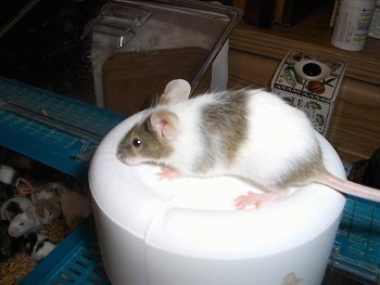 A brown and white mouse is standing on top of a water dispenser and it is looking down at the other mice in the enclosure.