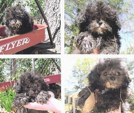 A collage of photos that include a fluffy, black Peek-A-Poo puppy. There are pictures of a the puppy in a persons hand and on a radio flyer wagon.