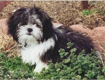 A long haired, black and white Peek-A-Poo is sitting in grass and behind it is a line of bricks. It is looking forward.