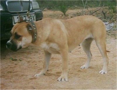 Side view - A tan with white Presso de Presa Mallorquin is standing in sand in front of a vehicle looking to the left.