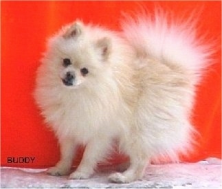 Dogs Hair Cuts Style on Buddy  A Cream Colored Pomeranian  Courtesy Of Pawrieb S Toys