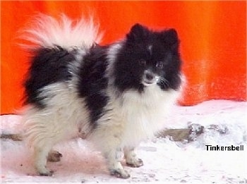 Side view - A black and white Pomeranian is standing across snow and it is looking forward. There is a red wall behind it. It has longer hair on its tail that is curled up over its back.