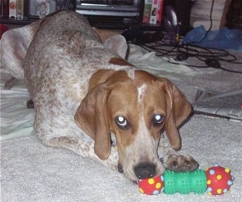 Purdie the English Coonhound is laying on a towel and a carpet  chewing on a red, yellow and green dog toy. There is two Playstation 2 and a Nintendo 64 controller behind it. There is a newspaper to the right of it