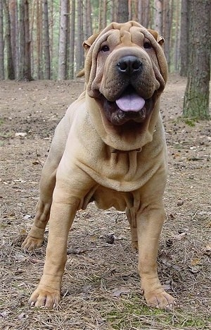 View from the front - A wrinkly-extra skinned, tan Chinese Shar-Pei is standing outside in the woods with its tongue sticking out.