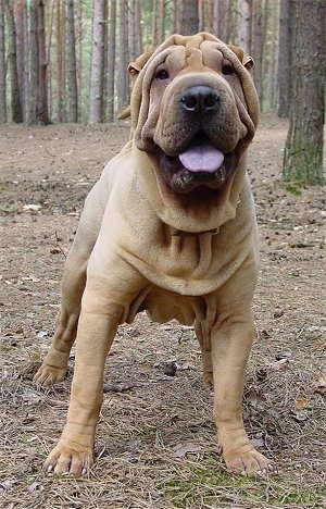 mini shar pei puppies