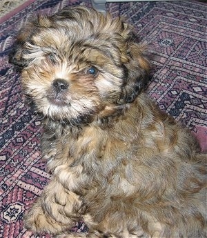 Close up - A thick coated, brown with black and tan Shih-Poo is sitting on a rug and it is looking up and forward.