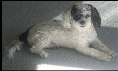 The right side of a shaved white with black Shih-Poo that is laying across a carpet and looking forward. It has longer hair on its ears and tail.