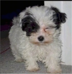 Misha, a Shipoo ShihTzu / Poodle mix as a young puppy