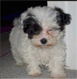 Close up front view - A fluffy little white with black Shih-Poo puppy is walking through a doorway and it is looking down.