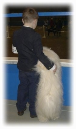 The back of a boy and a white fluffy dog that is standing up against the bannister in front of them.