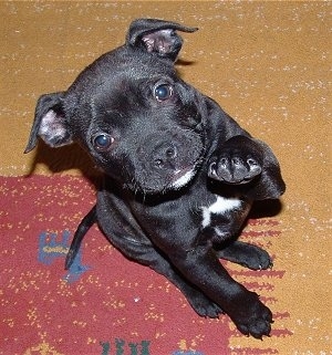 Top down view of a shiny black with white Staffordshire Bull Terrier puppy that is sitting on a carpet. It is looking up and it is throwing its front left paw in the air.