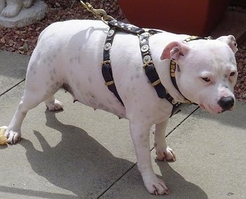 The front right side of a White fat pied Staffordshire Bull Terrier that is standing across a concrete surface and it is looking to the right.
