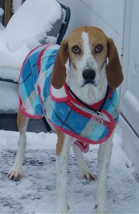 Front view - A white and red with black Treeing Walker Coonhound is wearing a jacket and it is standing in snow on a porch and it is looking forward. The dog has long drop ears that hang down to the sides, a black nose and large round brown eyes.