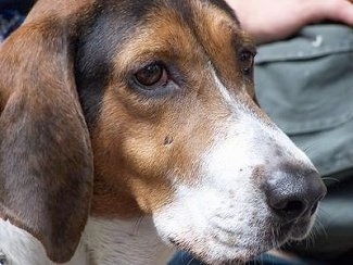 Close up side view head shot - A white, brown and black Treeing Walker Coonhound dog standing outside and it is looking to the right. The dog has a large muzzle and a black nose with long drop ears.