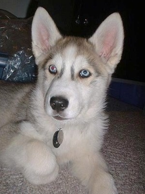 A grey and white Wolf Hybrid puppy with blue eyes is laying on a carpet and it is looking forward.