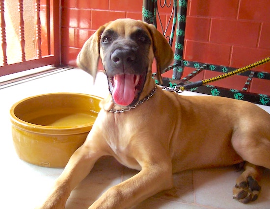 A fawn large breed puppy with long soft ears that hang to the sides and a big boxy black muzzle laying down next to a yellow water bowl