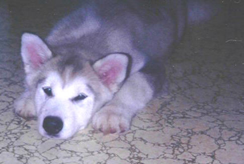 A large breed, thick-coated gray and white puppy with large ears that stand up to a point laying down on a kitchen floor