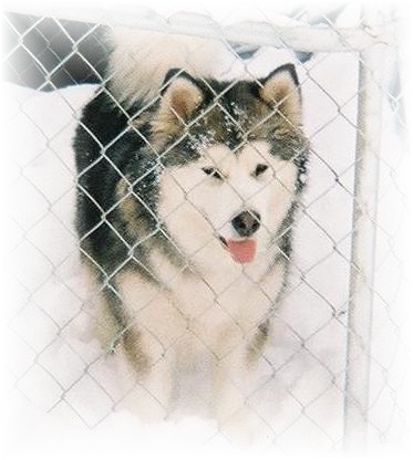 A gray and white thick-coated, long haired, fluffy dog standing in snow behind a chain link fence