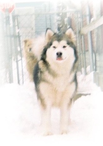 A gray and white, fluffy artic dog with small v-shaped ears that stand up to a point outside in snow in front of a chain link fence with another dog behind her