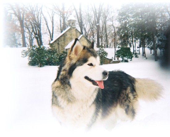 A black, white and gray, fluffy, thick-coated dog standing outside in snow in front of a stone building