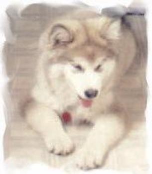 A fluffy, thick-coated gray and white large breed puppy laying down