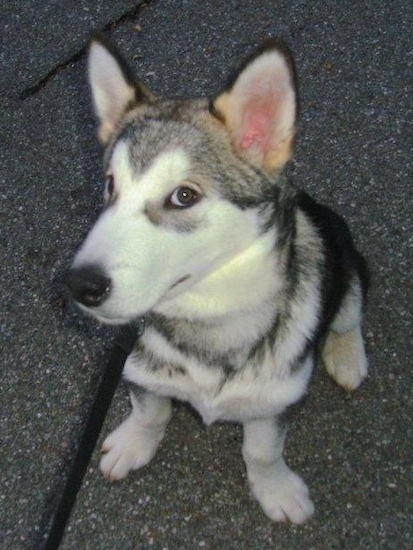 A gray and white puppy with a long muzzle and prick ears, a black nose and dark eyes sitting down
