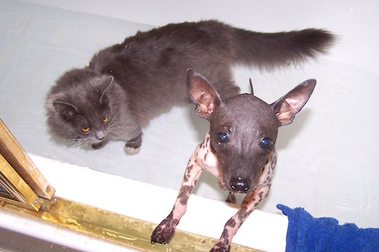 A small dog with gray and pink spotted skin and large stand up ears in a bathtub with a longhaired gray cat