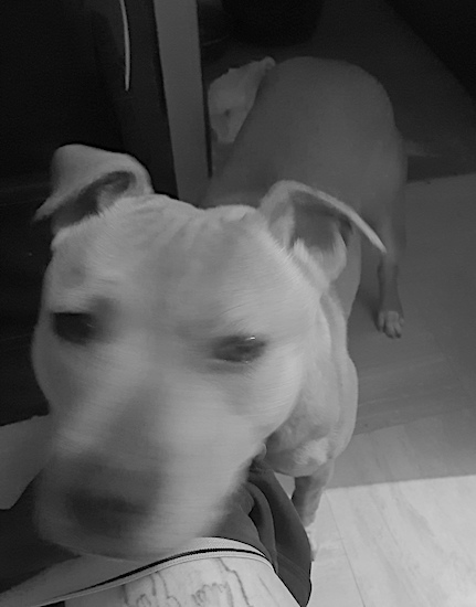 A black and white image of a dog with a large head, slanty eyes and rose ears standing on a tile floor