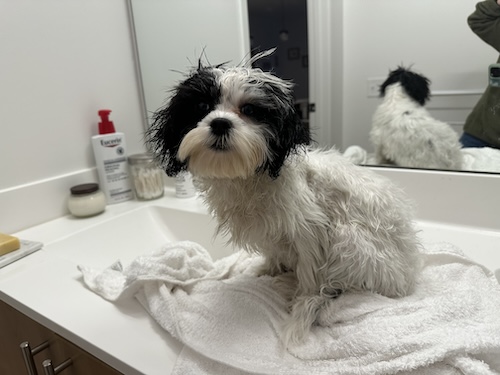 A small wet dog sitting on the bathroom counter