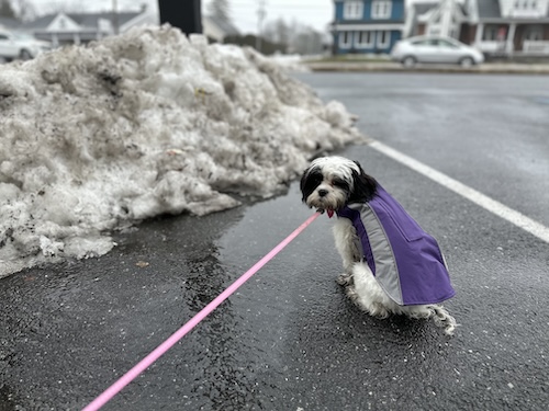 A toy sized dog sitting in front of a snow pile