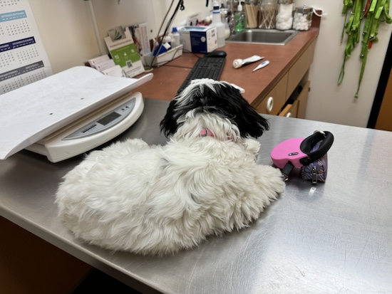 The backside of a small breed white and black dog laying on a vets table