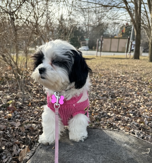 A little dog wearing a pink shirt with her front paws up on a tree stump looking to the left