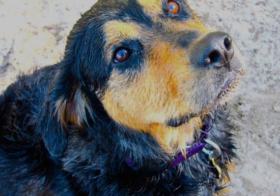 A longhaired black and tan large breed dog sitting in sand next to a plastic straw looking up